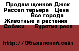 Продам щенков Джек Рассел терьера › Цена ­ 25 000 - Все города Животные и растения » Собаки   . Бурятия респ.